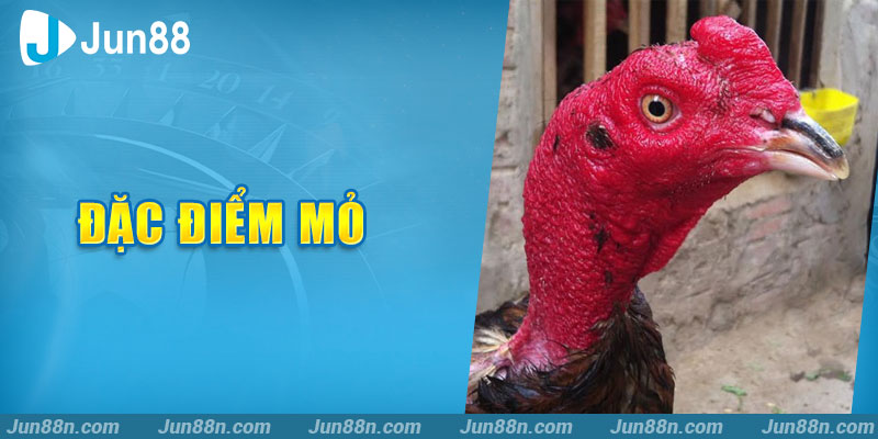 Đặc điểm mỏ